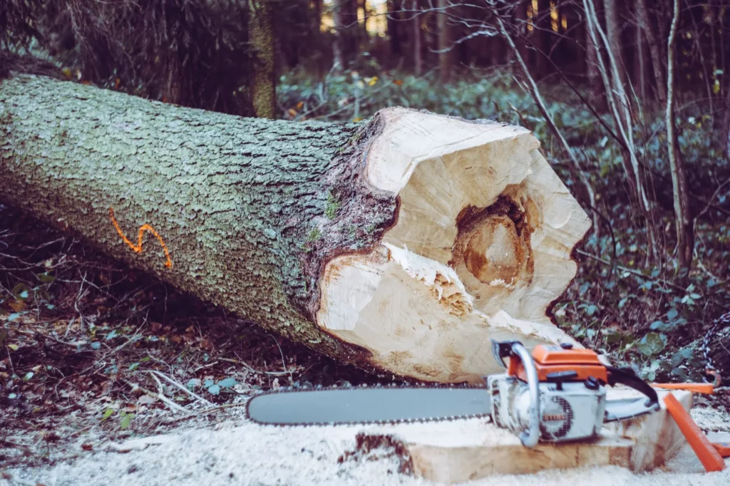 cutting trees with chaInsaw