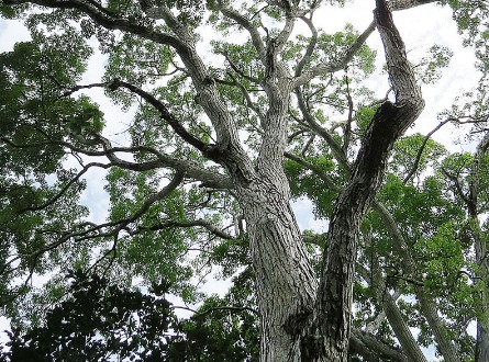 Mahogany tree